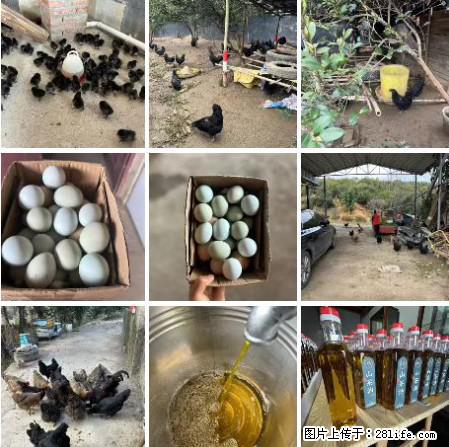 油茶园从小鸡仔开始养起的纯土鸡、土鸡蛋可以预定啦！还有前几天刚榨的纯山茶油哦 - 美食天地 - 阳江生活社区 - 阳江28生活网 yj.28life.com