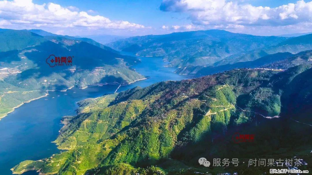 时间果百年古树龙珠普洱生茶 - 购物交流 - 阳江生活社区 - 阳江28生活网 yj.28life.com