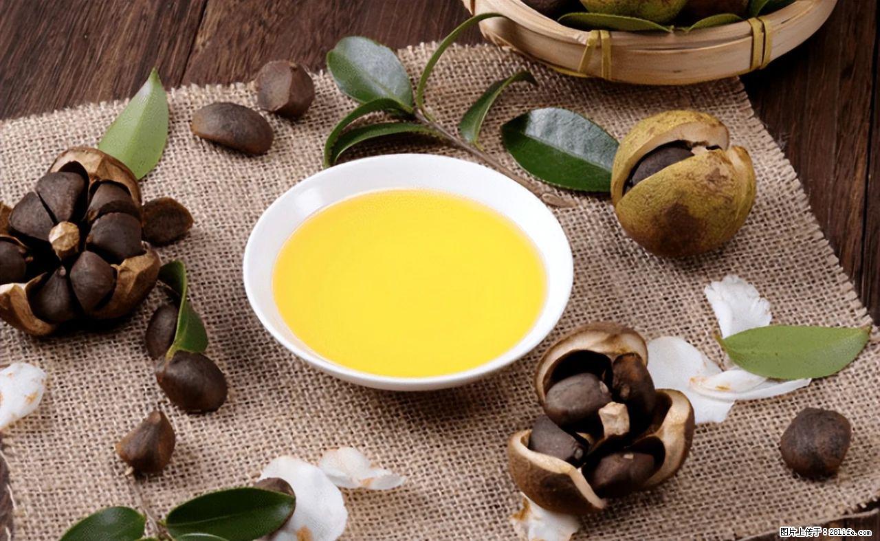 揭秘茶油的5大核心营养成分!被称为人体健康的“守护盾”! - 阳江生活资讯 - 阳江28生活网 yj.28life.com