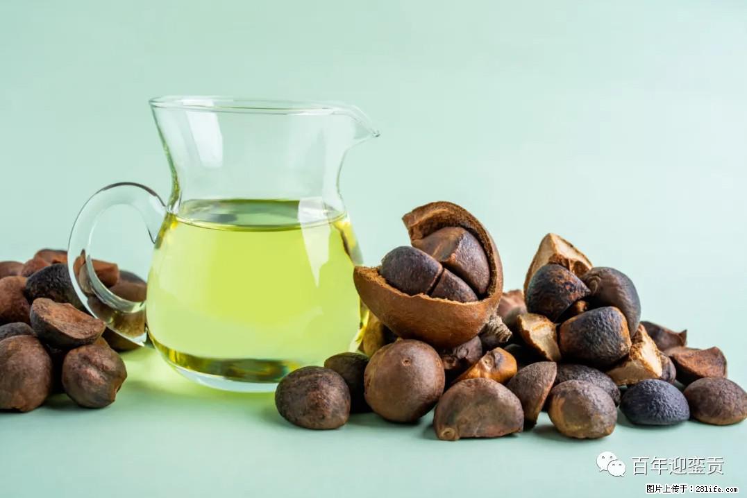 世界没有真相,只有认知,最好的食用油是中国的山茶油! - 阳江生活资讯 - 阳江28生活网 yj.28life.com