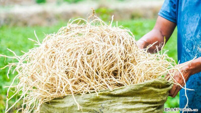 堪称“最难吃”的蔬菜,却是 “抗辐射神器”,还能护肺、清热、止咳化痰! - 阳江生活资讯 - 阳江28生活网 yj.28life.com