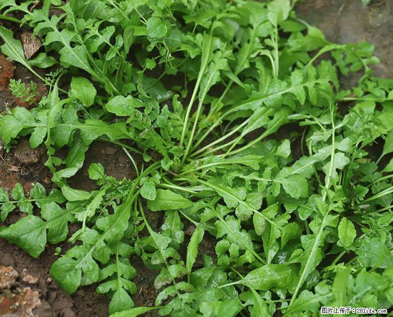 这些蔬菜是“天然钙片”,这6种被医生重点推荐 - 阳江生活资讯 - 阳江28生活网 yj.28life.com