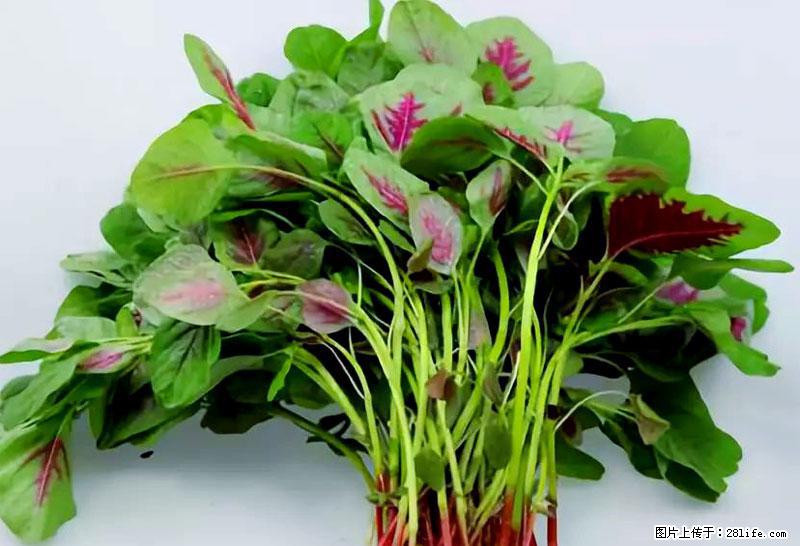 这些蔬菜是“天然钙片”,这6种被医生重点推荐 - 阳江生活资讯 - 阳江28生活网 yj.28life.com