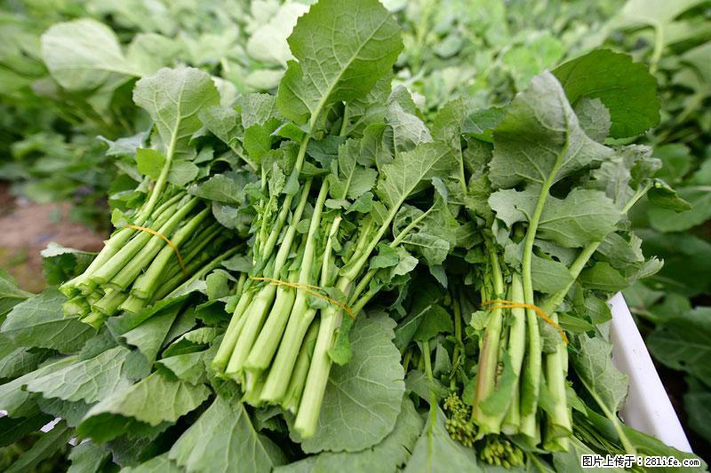 这些蔬菜是“天然钙片”,这6种被医生重点推荐 - 阳江生活资讯 - 阳江28生活网 yj.28life.com